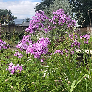 Phlox paniculata 'Alma Jansson' GK Höstflox