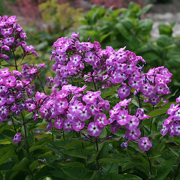 Phlox paniculata 'Laura' Höstflox