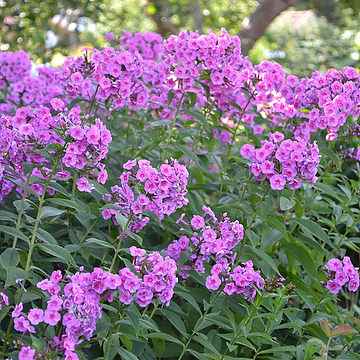 Phlox paniculata 'Morfar Albert' GK Höstflox