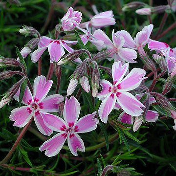 Phlox subulata 'Tamaongalei' Mossflox