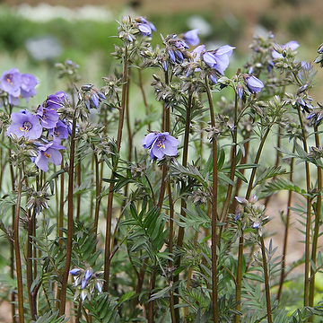 Polemonium caeruleum ssp. yezoense BRESSINGHAM PURPLE 'Polbress' 2L Japanskt blågull