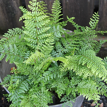 Polystichum setiferum 'Herrenhaus' Spetsbräken