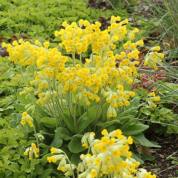 Primula veris 'Cabrillo' Gullviva
