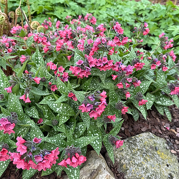 Pulmonaria 'Shrimps on the Barbie' NY Lungört