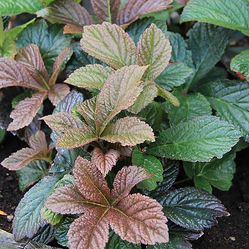 Rodgersia pinnata 'Bronze Peacook' Fingerrodgersia