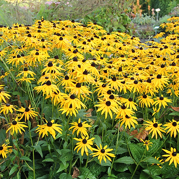 Rudbeckia fulgida 'Goldsturm' Strålrudbeckia