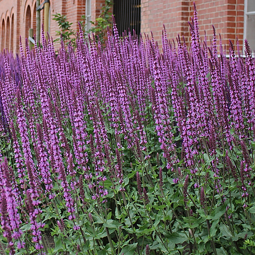 Salvia nemorosa 'Amethyst' Stäppsalvia