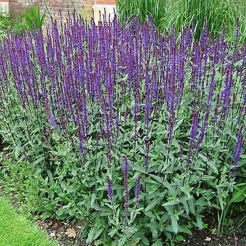 Salvia nemorosa 'Caradonna' Stäppsalvia