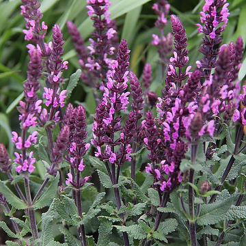 Salvia nemorosa 'Caramia Rose' Stäppsalvia