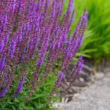 Salvia nemorosa 'Ostfriesland' Stäppsalvia