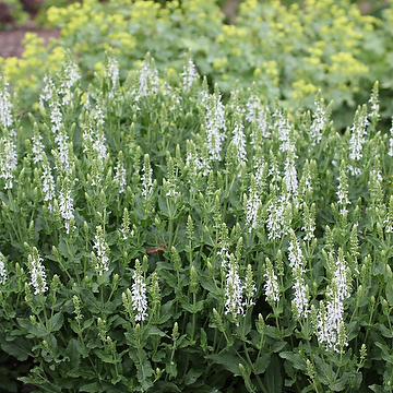 Salvia nemorosa 'Schneehügel' Stäppsalvia