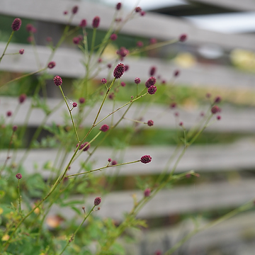 Sanguisorba officinalis 'Tanna' Blodtopp