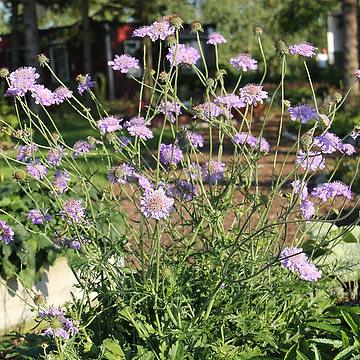 Scabiosa 'Butterfly Blue' 2L Fältvädd