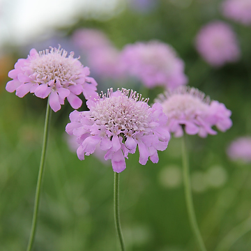 Scabiosa columbaria 'Pink Mist' 2L Fältvädd