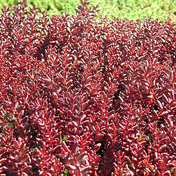 Sedum album 'Murale' Vit fetknopp