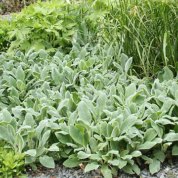 Stachys byzantina 'Silver Carpet' Lammöron