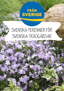 Svenska perenner_Phlox sub_A4