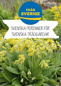 Svenska perenner_Primula veris_A4
