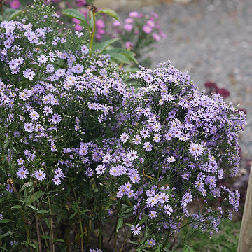 Symphyotrichum 'Little Carlow' Hjärtaster