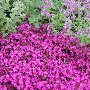 Thymus Coccineus-Gr. 'Coccineus' Purpurtimjan