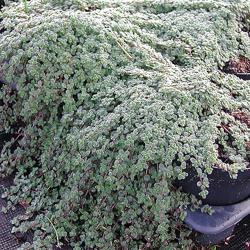 Thymus pseudolanuginosus Gråtimjan