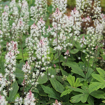 Tiarella 'Spring Symphony' Spetsmössa