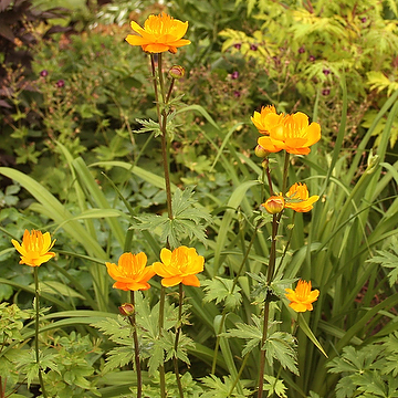 Trollius chinensis 'Golden Queen' Kinesisk smörboll