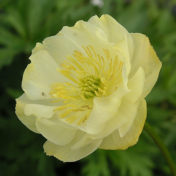 Trollius cultorum 'Alabaster' Trädgårdssmörboll