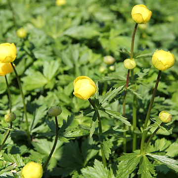 Trollius europaeus Smörboll