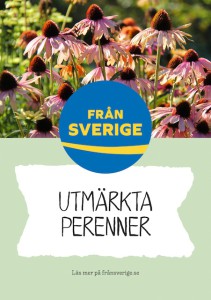 Utmarkta perenner_Echinacea