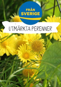 Utmarkta_Doronicum_A4