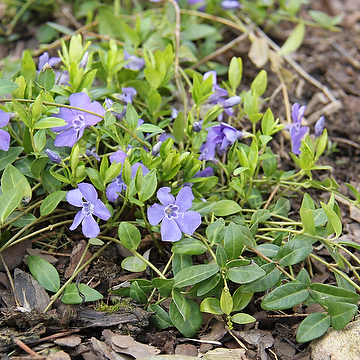Vinca minor 'Marie' Vintergröna