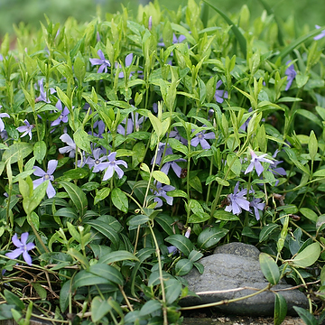 Vinca minor Vintergröna