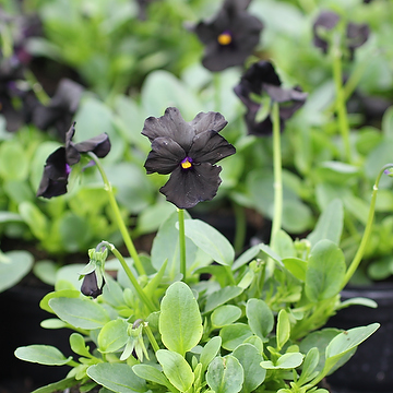 Viola x williamsii 'Molly Sanderson' Bukettviol