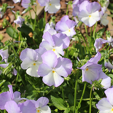 Viola x williamsii 'Ullas Favorit' GK Bukettviol