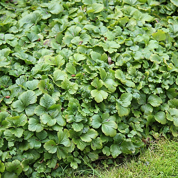 Waldsteinia ternata Waldsteinia
