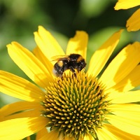 För pollinerare
